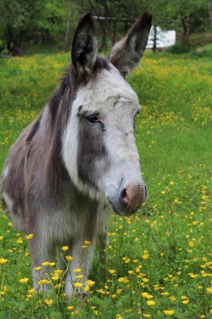 Willa Trois Anes Et Un Moulin Bessines-sur-Gartempe Zewnętrze zdjęcie