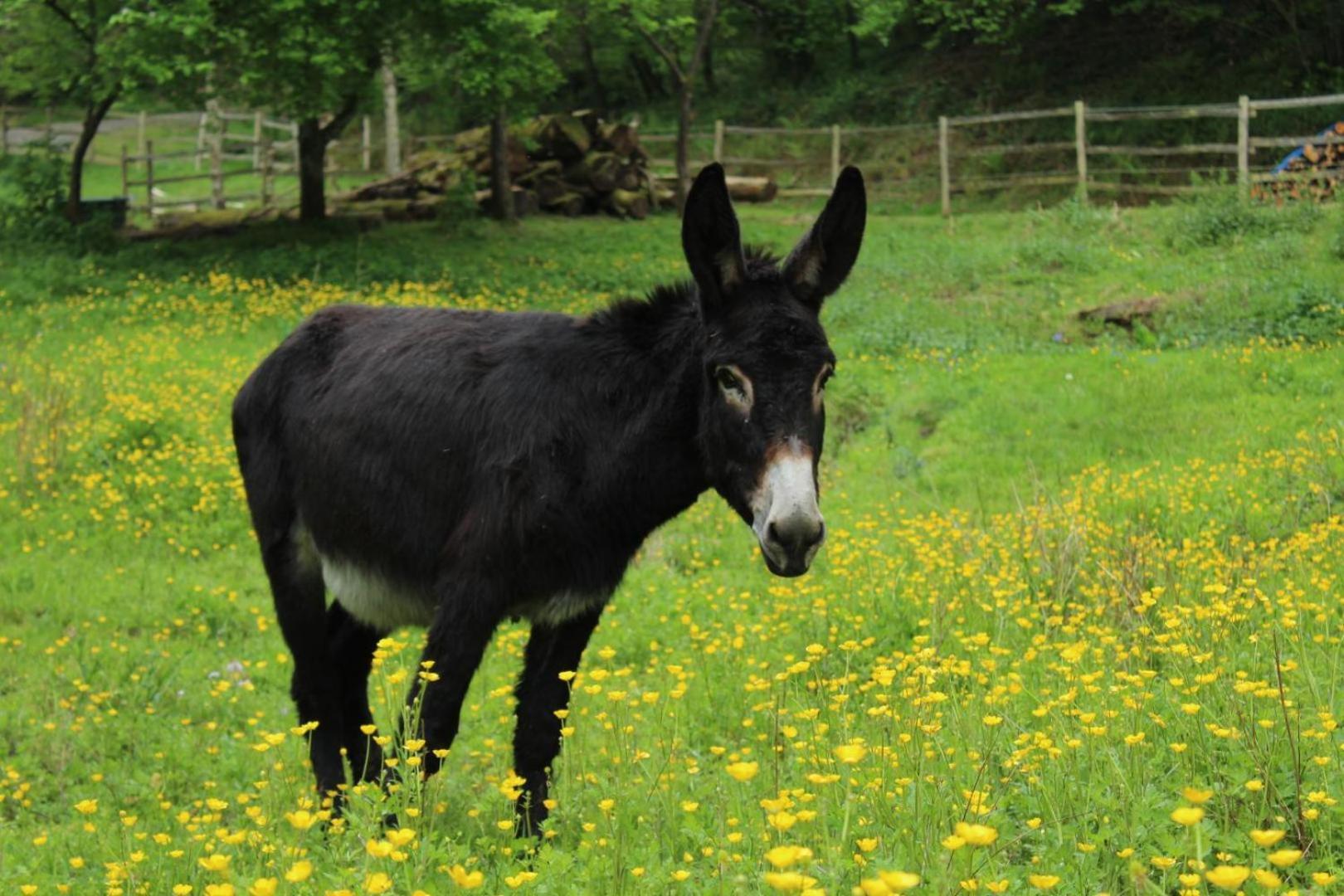 Willa Trois Anes Et Un Moulin Bessines-sur-Gartempe Zewnętrze zdjęcie